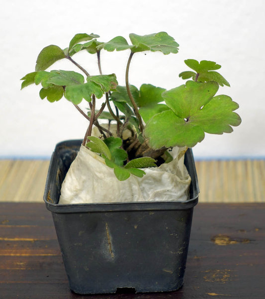 geborgenes Leberblümchen