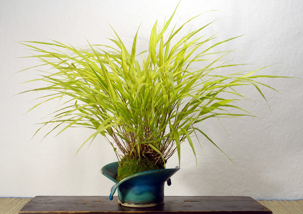 gelbes Japan-Waldgras Hakonechloa macra All Gold<br />Schale HH