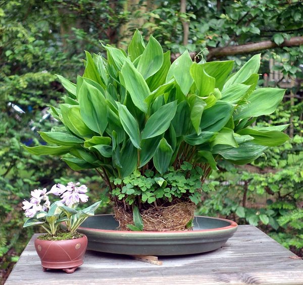 Maiglöckchen mit Waldsauerklee und Hosta Holy Mouse Ears