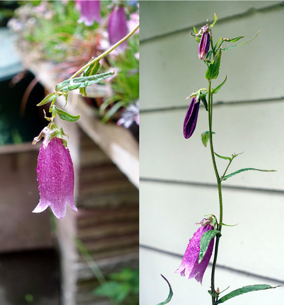Japan-Glockenblume Campanula punctata