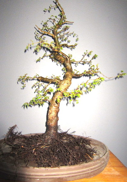2012-04_Z12.JPG