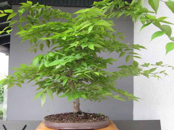 Mai 2013