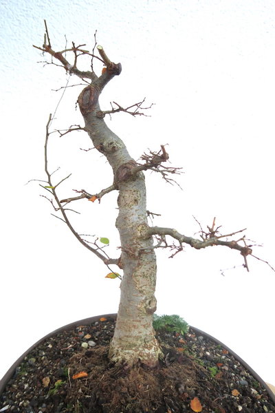2016-11-04 -Zelko-12.jpg