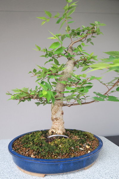 Juni 2016