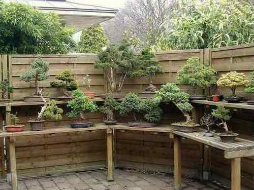 Bonsai hab ich auch.JPG