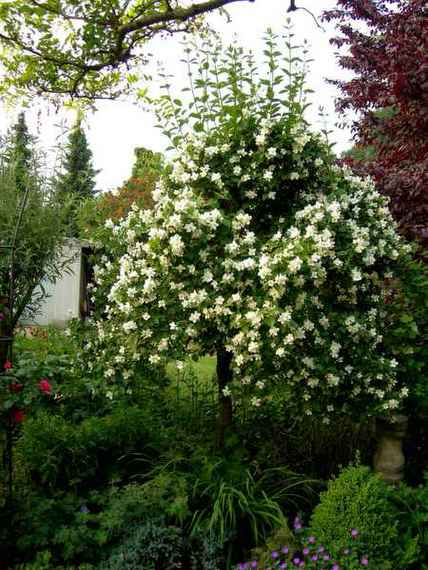 Philadelphus.JPG