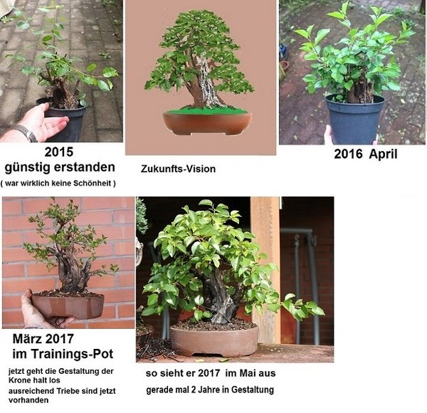 prunus mahaleb 2015-2017 - 2a.jpg