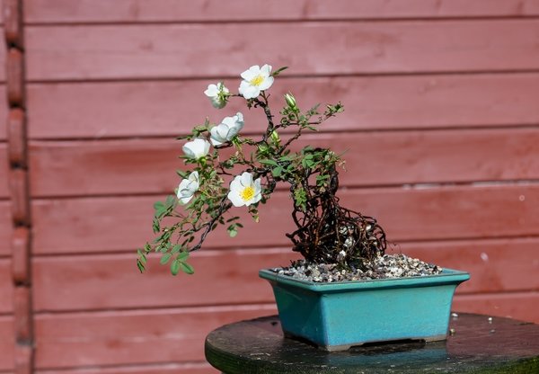rose1.jpg