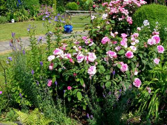 Gertrude Jekyll.JPG