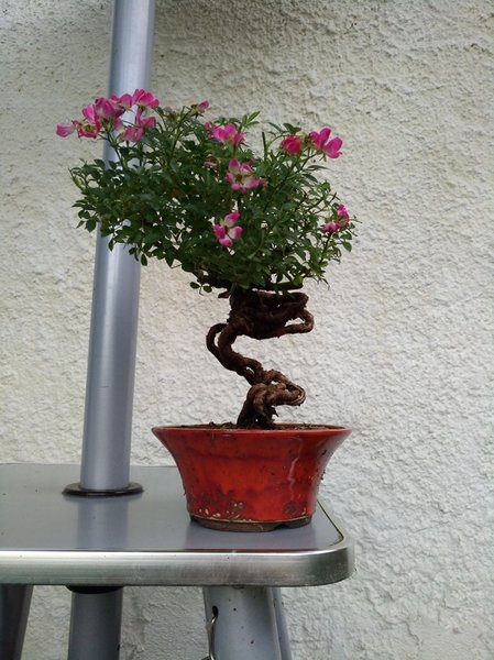 Rose gesamt.jpg