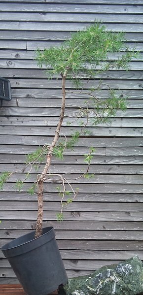 Juli 2015, 120cm