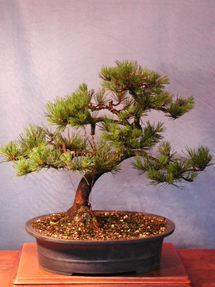 Pinus mugo "Mops", aus Baumschule, gestaltet seit 2003.