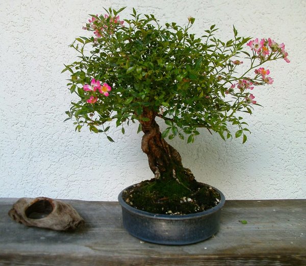 Höhe ca 34cm