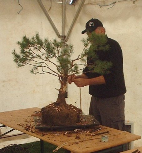 vaslavpine 4 post.jpg