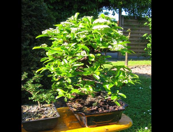 der Feuerdorn in Blüte