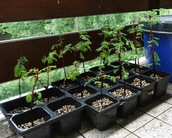 Metasequoia06 Stecklinge 2017-03small.jpg (205.56 KiB) 4176 mal betrachtet 16 neue Bäumchen, leicht beschnitten, um die Verdunstung zu reduzieren