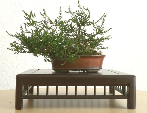 Calluna.jpg