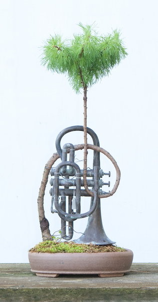 musical larch Kopie.jpg