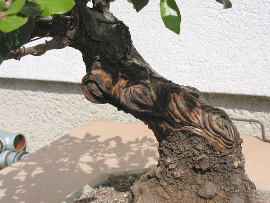Das Shari im Detail