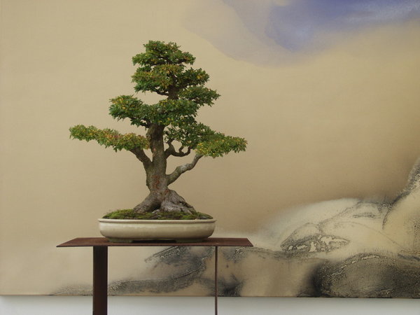 Chinaulme von mir, Bild von U. Claassen