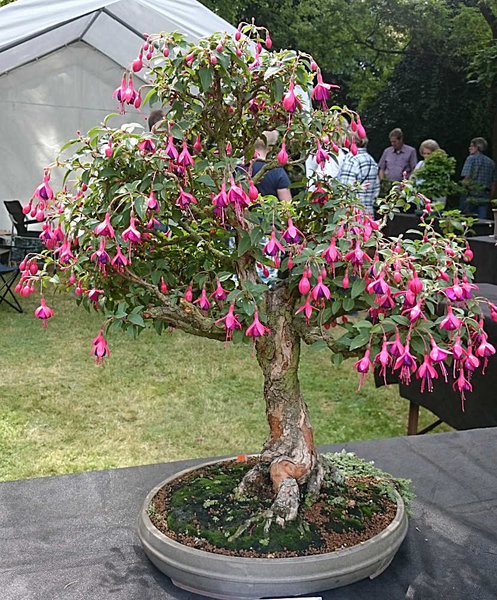 Fuchsie Tom Thumb