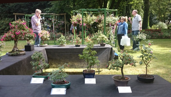 Fuchsienbonsais mit den Ausstellungsfuchsien im Hintergrund