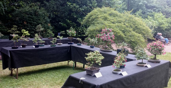 Fuchsienbonsais von hinten