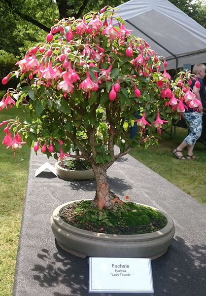 Fuchsie Lady Thumb