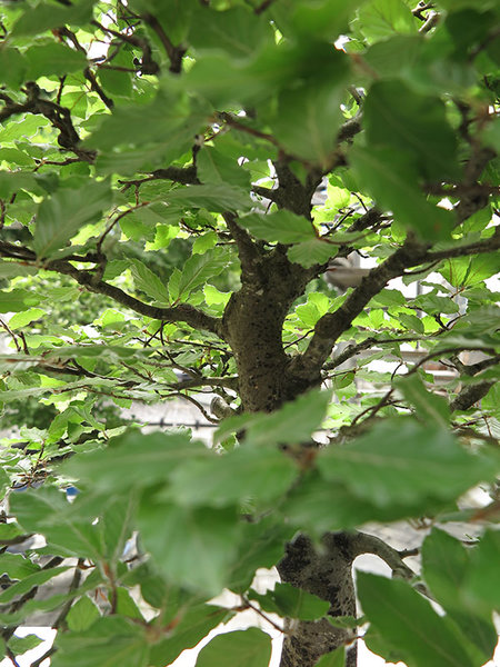 IMG_2995a..jpg
