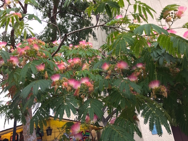2017-06-08  LA-17.jpg