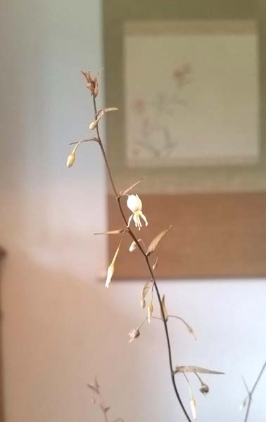 blüte.jpg