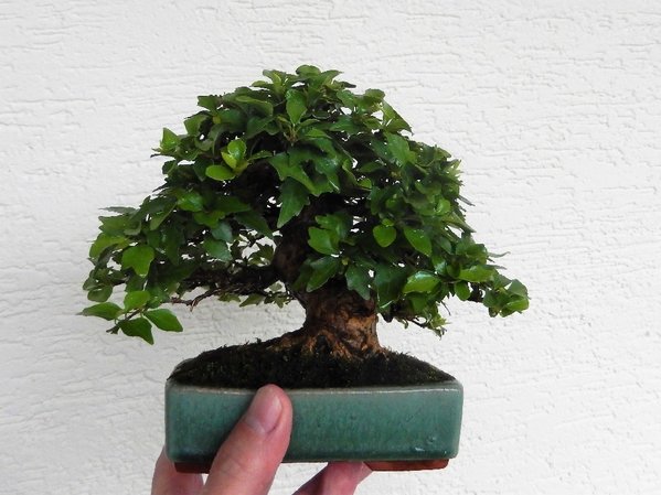 Premna japonica