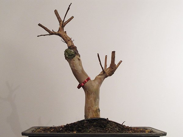 bonsai_0015.jpg