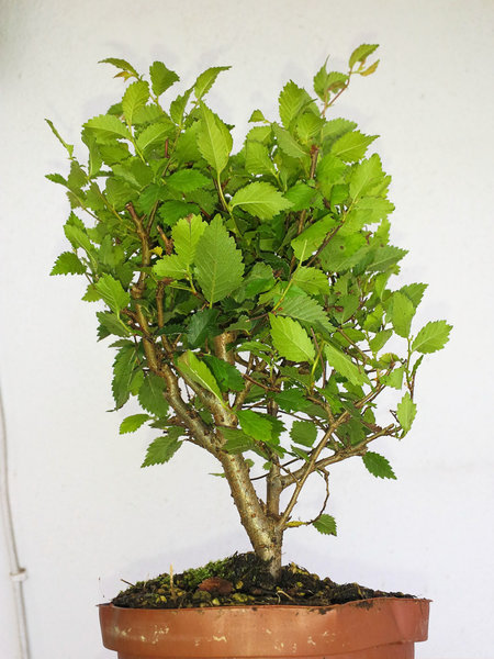 20170727_u.pumila#9.seite1.jpg