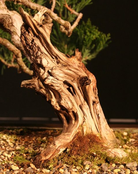 Totholz frisch bearbeitet