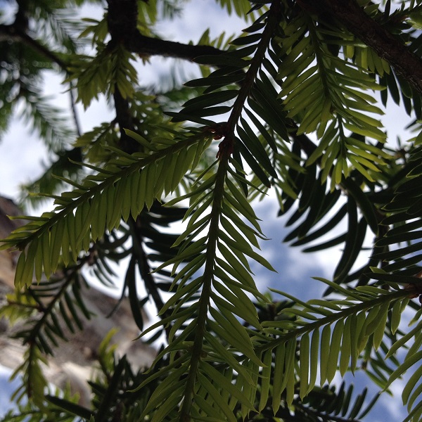 bild von unten blatt unterseite!