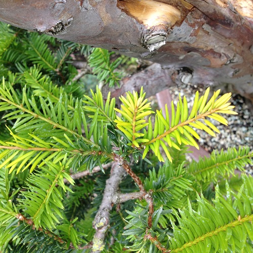 aktueller neuaustrieb
