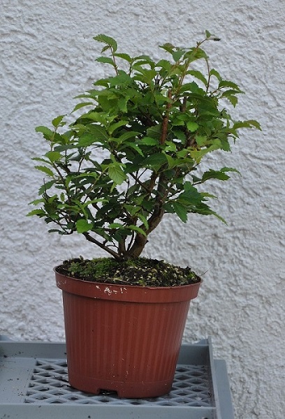 sib ulme 2017 07 29 klein.JPG