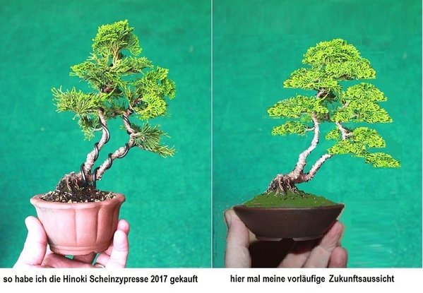 hinoki scheinzypresse2017.jpg