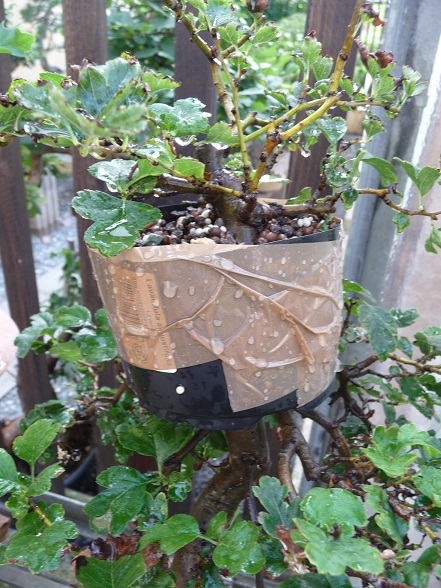8. P1050010 (1).JPG