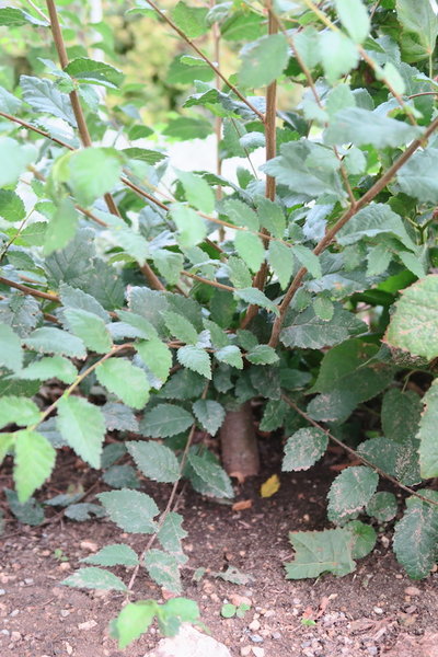 2017-08-09 -U7.jpg