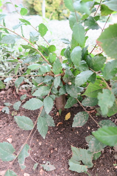 2017-08-09 -U13.jpg