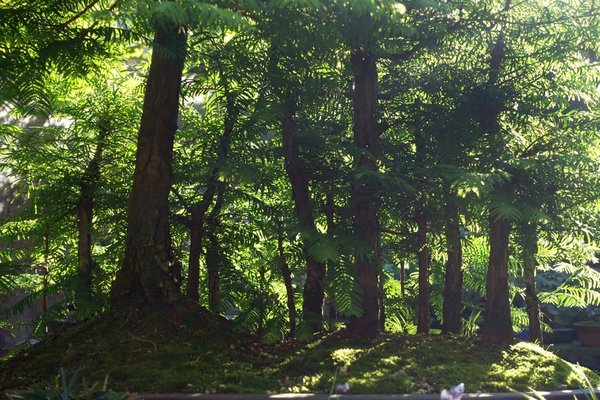 Waldspaziergang