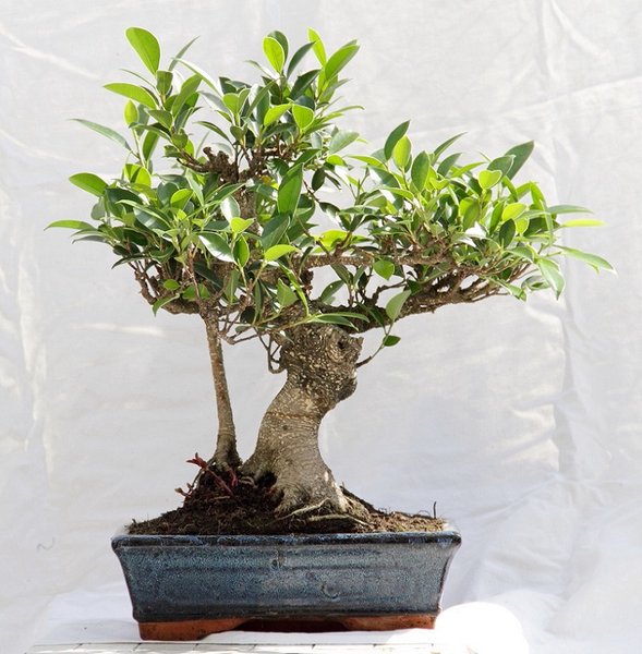 Ficus 08-2017