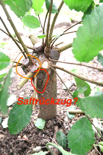 ist das Saftrückzug? Und der Knubbel gefällt mir gar nicht