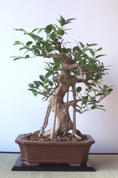 Ficus August 2017.jpg