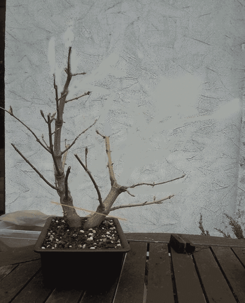 Eingetopft-a.gif