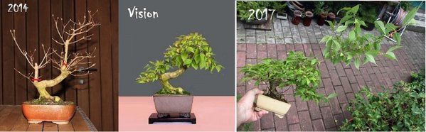 callicarpa  2014-2017 a.jpg