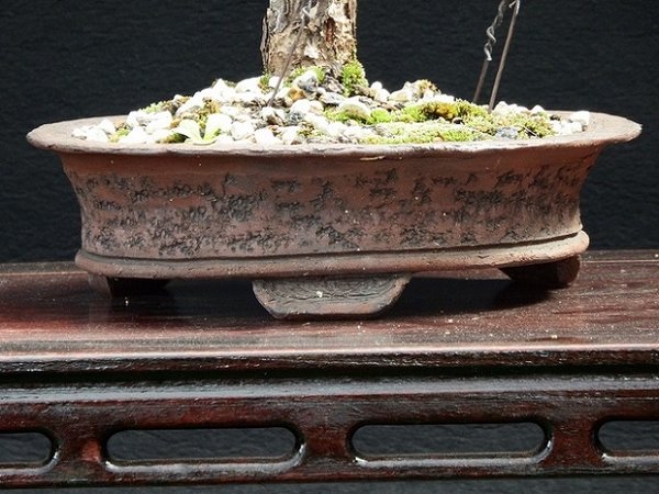 2016-Rund-23x6 - Sylvestris Literat