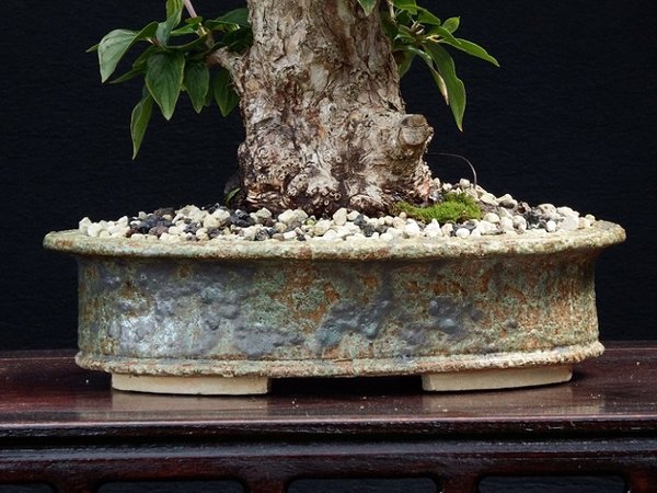 2017-Oval-Ascheglasur-29x23x7,5 - für einen Cornus Mas